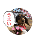 カニンヘン兄弟（個別スタンプ：30）