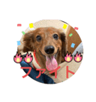 カニンヘン兄弟（個別スタンプ：31）