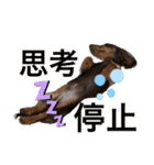 カニンヘン兄弟（個別スタンプ：33）