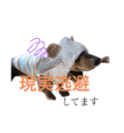 カニンヘン兄弟（個別スタンプ：38）