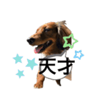 カニンヘン兄弟（個別スタンプ：40）