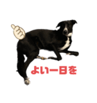 ぽんずスタンプ その3（個別スタンプ：12）