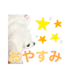 チワワのルル＆レオ＆シェリー vol.1（個別スタンプ：3）