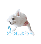 チワワのルル＆レオ＆シェリー vol.1（個別スタンプ：8）