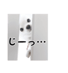 チワワのルル＆レオ＆シェリー vol.1（個別スタンプ：9）