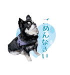 チワワのルル＆レオ＆シェリー vol.1（個別スタンプ：10）