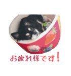 チワワのルル＆レオ＆シェリー vol.1（個別スタンプ：11）