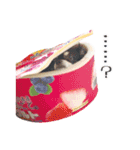チワワのルル＆レオ＆シェリー vol.1（個別スタンプ：12）