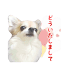 チワワのルル＆レオ＆シェリー vol.1（個別スタンプ：14）