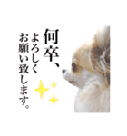 チワワのルル＆レオ＆シェリー vol.1（個別スタンプ：15）