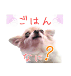 チワワのルル＆レオ＆シェリー vol.1（個別スタンプ：16）