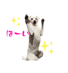 保護犬ゆずちゃんの日常♡（個別スタンプ：1）