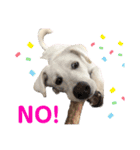 保護犬ゆずちゃんの日常♡（個別スタンプ：2）