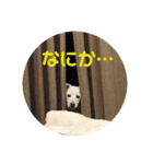 保護犬ゆずちゃんの日常♡（個別スタンプ：3）