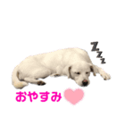 保護犬ゆずちゃんの日常♡（個別スタンプ：4）