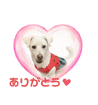 保護犬ゆずちゃんの日常♡（個別スタンプ：5）