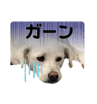 保護犬ゆずちゃんの日常♡（個別スタンプ：6）