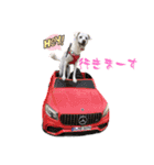 保護犬ゆずちゃんの日常♡（個別スタンプ：7）