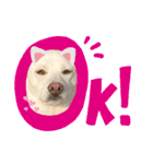 保護犬ゆずちゃんの日常♡（個別スタンプ：8）