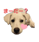 保護犬ゆずちゃんの日常♡（個別スタンプ：9）