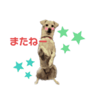 保護犬ゆずちゃんの日常♡（個別スタンプ：10）