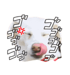 保護犬ゆずちゃんの日常♡（個別スタンプ：11）