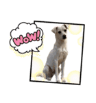 保護犬ゆずちゃんの日常♡（個別スタンプ：12）
