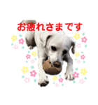 保護犬ゆずちゃんの日常♡（個別スタンプ：13）