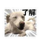 保護犬ゆずちゃんの日常♡（個別スタンプ：14）