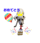 保護犬ゆずちゃんの日常♡（個別スタンプ：15）