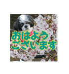 愛犬とSAKURA（個別スタンプ：1）