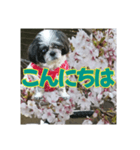 愛犬とSAKURA（個別スタンプ：2）