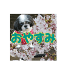 愛犬とSAKURA（個別スタンプ：4）