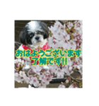 愛犬とSAKURA（個別スタンプ：5）