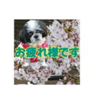 愛犬とSAKURA（個別スタンプ：7）