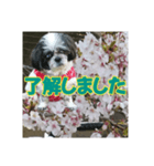 愛犬とSAKURA（個別スタンプ：8）