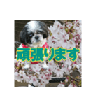 愛犬とSAKURA（個別スタンプ：9）