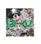 愛犬とSAKURA（個別スタンプ：15）