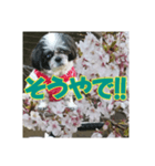 愛犬とSAKURA（個別スタンプ：17）