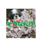 愛犬とSAKURA（個別スタンプ：18）