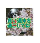 愛犬とSAKURA（個別スタンプ：19）