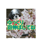 愛犬とSAKURA（個別スタンプ：20）