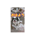 愛犬とSAKURA（個別スタンプ：21）