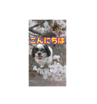 愛犬とSAKURA（個別スタンプ：22）