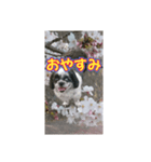 愛犬とSAKURA（個別スタンプ：24）