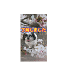 愛犬とSAKURA（個別スタンプ：26）