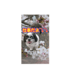 愛犬とSAKURA（個別スタンプ：27）