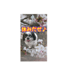 愛犬とSAKURA（個別スタンプ：28）