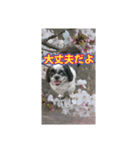 愛犬とSAKURA（個別スタンプ：29）