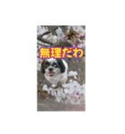 愛犬とSAKURA（個別スタンプ：30）